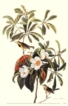Bachman's Warbler