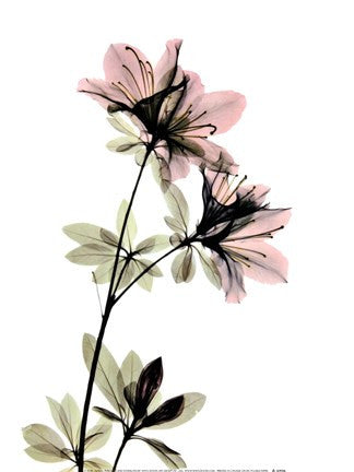 Azalea