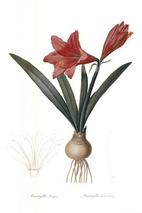 Amarylis Regina