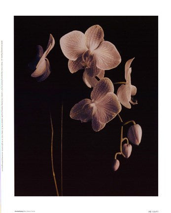 Orchid Study II