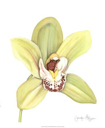 Orchid Beauty II