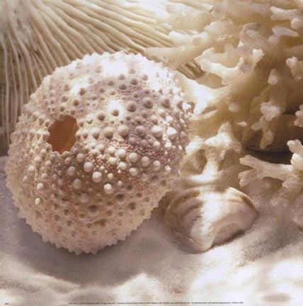 Coral Shell I