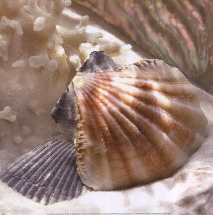 Coral Shell III