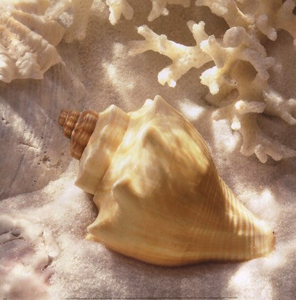 Coral Shell IV