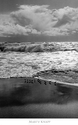 Shorebirds, Point Reyes