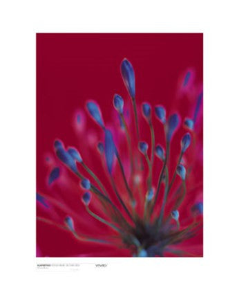 Agapanthus, Reflex Blue on Dark Red