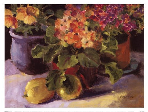 Primrose ll
