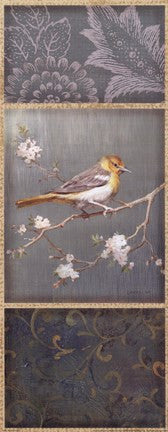 Northern Oriole