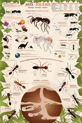 Ants