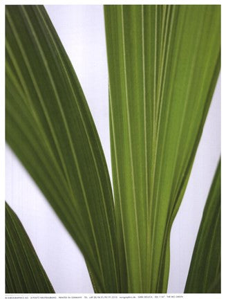 The Big Green