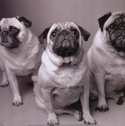 Three Pugs