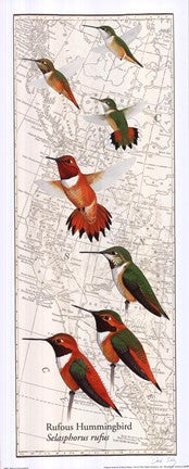 Rufous Hummingbird