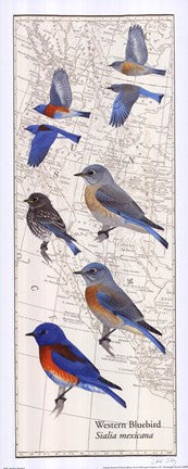 Western Bluebird