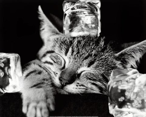 Cool Cat II