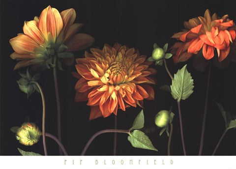 Orange Dahlia Garden