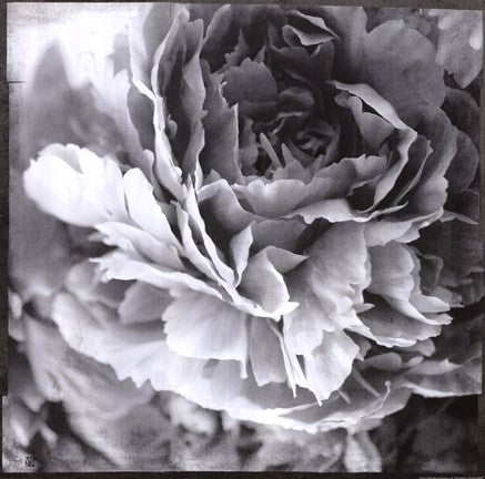 Dreamy Peony I