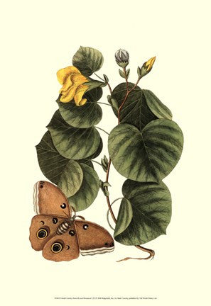 Sm Catesby Butterfly&Botan. I (P)