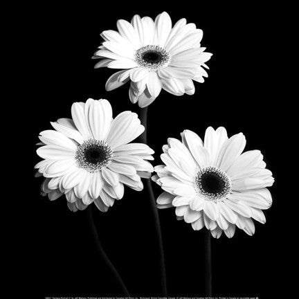 Gerbera Portrait II