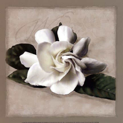Botanical Gardenia