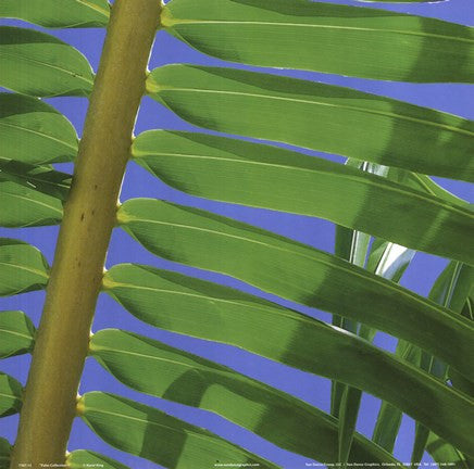 Palm Collection I