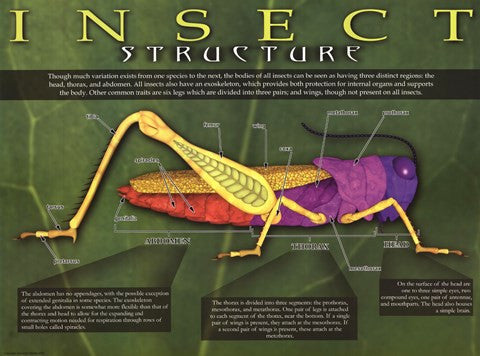 Insect Structure