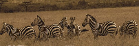 Zebras