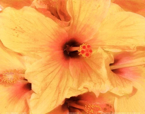 Hibiscus Cluster I