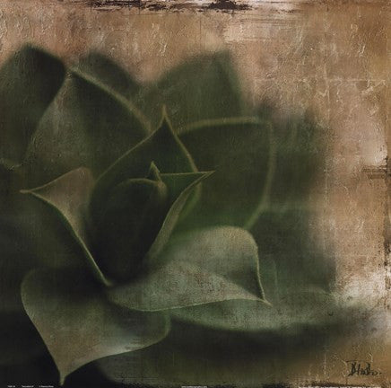 Succulent II
