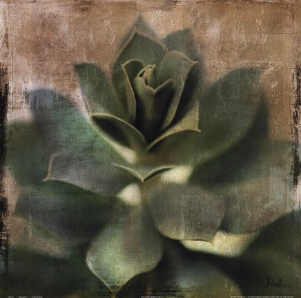 Succulent I