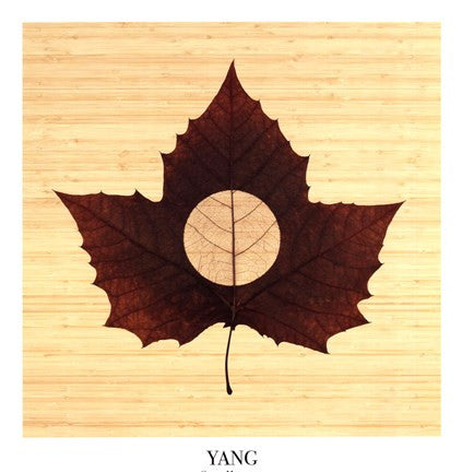 Yang-Bamboo
