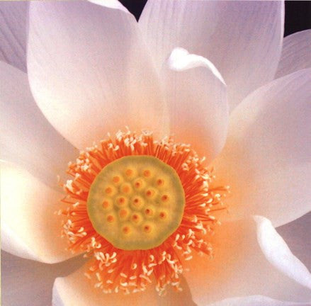 Lotus I