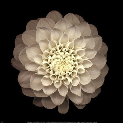 Dahlia 22