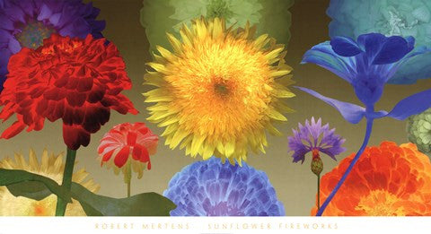 Sunflower Fireworks