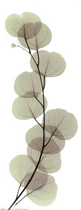 X-ray Eucalypus Branch I