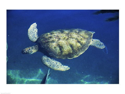Green Sea Turtle swimming