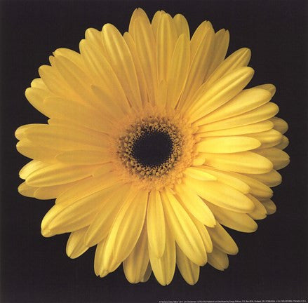 Gerbera Daisy Yellow