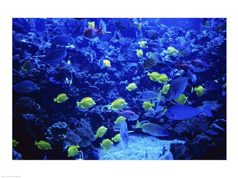 Maui Ocean Center Maui Hawaii USA