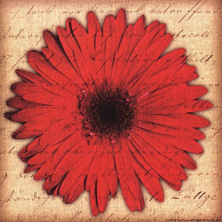 Red Gerbera