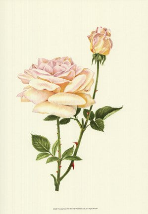 Victorian Rose IV