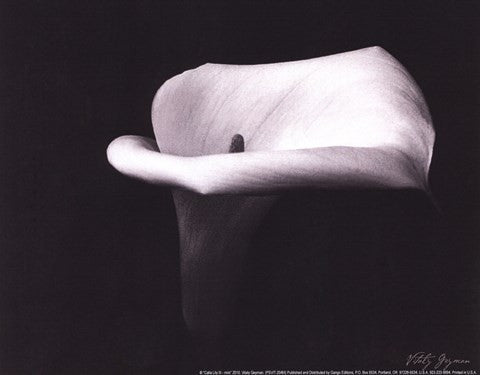 Calla Lilly III - mini
