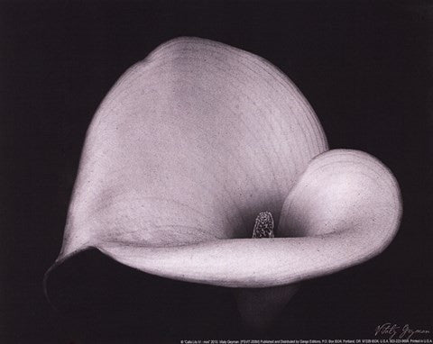 Calla Lilly IV - mini