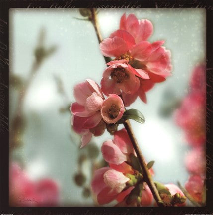 Quince Blossoms III