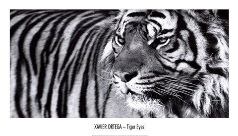 Tiger Eyes