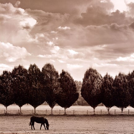 Grazing