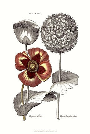 Tinted Floral II