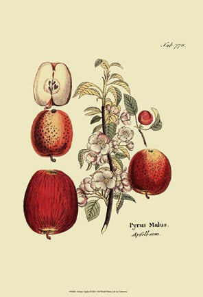 Antique Apples