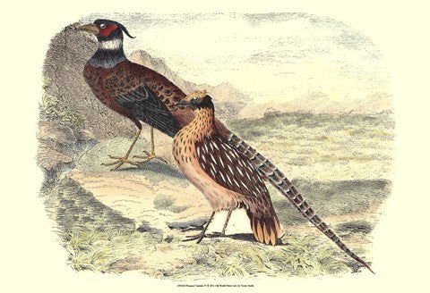 Pheasant Varieties IV