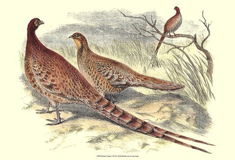 Pheasant Varieties VI