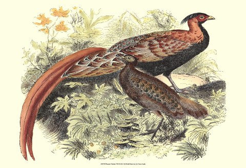 Pheasant Varieties VIII