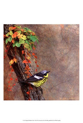 Magnolia Warbler